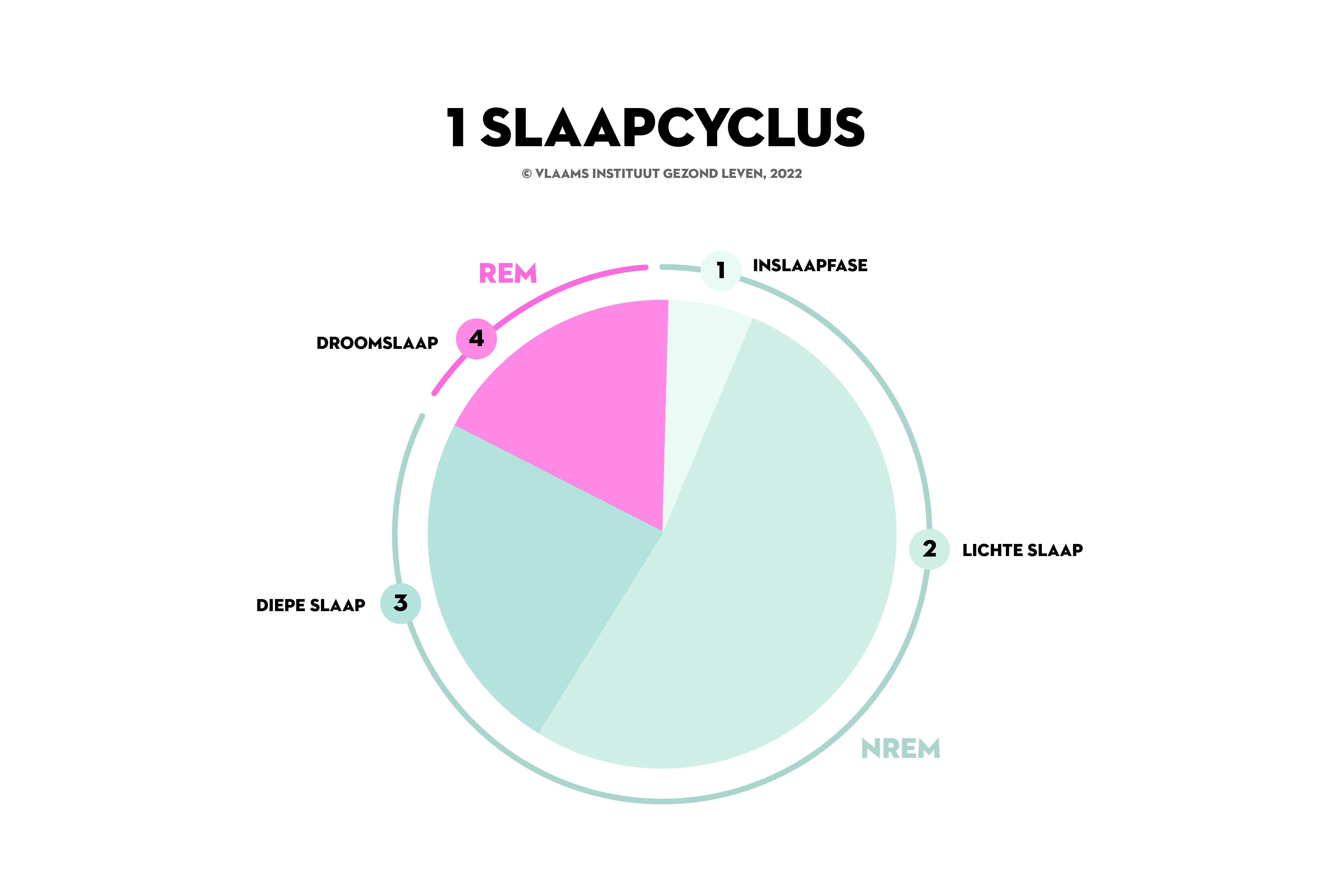 Infographic 2 slaapcyclus